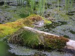 Spotted Sandpiper.jpg