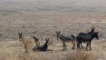 Burros in Nevada .JPG