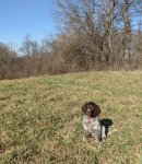 DLDusty.JPG DLDusty.JPG