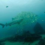 DB72E085-B324-4514-93DD-C29CA0A5A393.jpeg DB72E085-B324-4514-93DD-C29CA0A5A393.jpeg