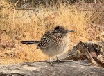 cold roadrunner.jpg cold roadrunner.jpg