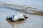 deadfish.jpg deadfish.jpg
