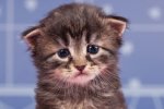 Sad-young-brown-tabby-kitten.jpg Sad-young-brown-tabby-kitten.jpg