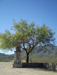 Alamos (Tree) - small.jpg