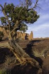 Juniper Tree Framing The Titan at Fisher Towers at Sunset.jpg