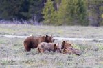 Grizzly399-4cubs-eating-elk-calf_8905.jpg