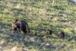 Felicia-2cubs-running_8679.jpg