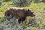 Grizzly399-closeup_8158.jpg