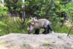 red-fox-kits-playing_9287.jpg
