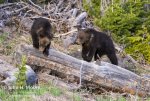 grizzly-cubs-of-Felicia-on-log_0163.jpg