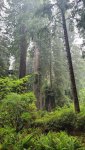 Redwoods 3.jpg