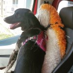 IMG_20210602_201635_086.jpg IMG_20210602_201635_086.jpg