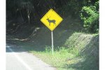 Look out for deer.jpg