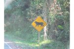 look out for jaguars and pumas.jpg