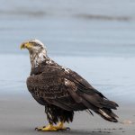 IMG_20210630_191333_133.jpg IMG_20210630_191333_133.jpg