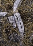 Study of Pine Cones, Needles and Fallen Branch on Boulder Mountain.jpg