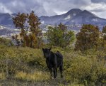 Free Range Calf Enjoying Grass in Autumn in the La Sal Mountains.jpg