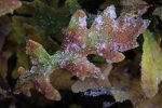 Ice Crystals on Colorful Autumn Oak Leaf.jpg