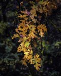 Autumn Oak Leaves Glowing in Early Morning Light.jpg