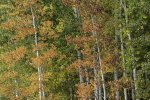 Layers of Color Amongst Aspen Grove in La Sal Mountains.jpg