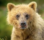 Katmai bear hooligan.jpg