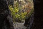 Vibrant Autumn Foliage Beckons from Within a Slot Canyon in Zion National Park-4.jpg