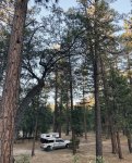 Forest.JPEG