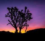 Joshua sunrise recrop.jpg
