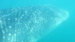Whale Sharks 016 (2).JPG