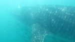 Whale Sharks 008 (2).JPG
