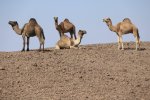 CAMELS TIBESTI.jpg