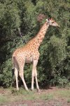 ZAKOUMA GIRAFFE.jpg