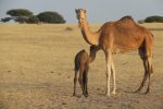 CAMELS NEAR LAKE CHAD.jpg