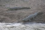 CROCODILES IN ZAKOUMA.jpg