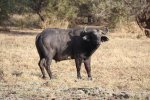 AFRICAN BUFFALO IN ZAKOUMA.jpg