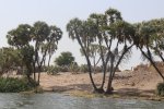 PALMS AT LAKE CHAD.jpg