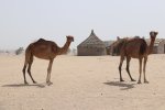 CAMELS NEAR LAKE CHAD.jpg