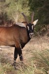 ROAN ANTELOPE.jpg