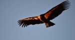 Condor1.jpg