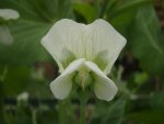 Snow Pea Bloom.jpg