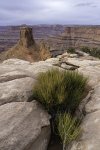 Mormon Tea and Sandstone Towers at Marlboro Point.jpg