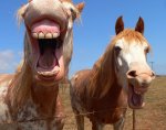 HorseJokes(April 29.2012).jpg