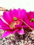 Tcactusflower.jpg