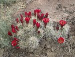 PeachValleyWFMay2,2012 010.JPG