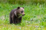 Blondie-cub-with-grass-in-mouth_8539.jpg