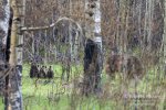 610-three-cubs-in-woods_3615.jpg 610-three-cubs-in-woods_3615.jpg