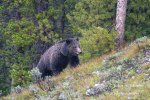 bear-climbing-hill-in-rain_3500.jpg bear-climbing-hill-in-rain_3500.jpg