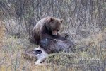 399-inspects-moose-carcass_3126.jpg 399-inspects-moose-carcass_3126.jpg