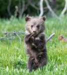 000B6EA0-86B3-4810-8FB1-33FC5D19C9E1.jpeg 000B6EA0-86B3-4810-8FB1-33FC5D19C9E1.jpeg