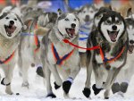 Wallpaper-for-desktop-Dog-Race-Yukon-Alaska-1280x960.jpg Wallpaper-for-desktop-Dog-Race-Yukon-Alaska-1280x960.jpg
